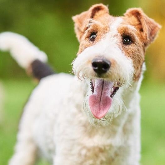 Wire haired outlet terrier